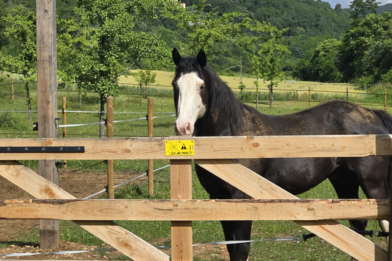 cheval