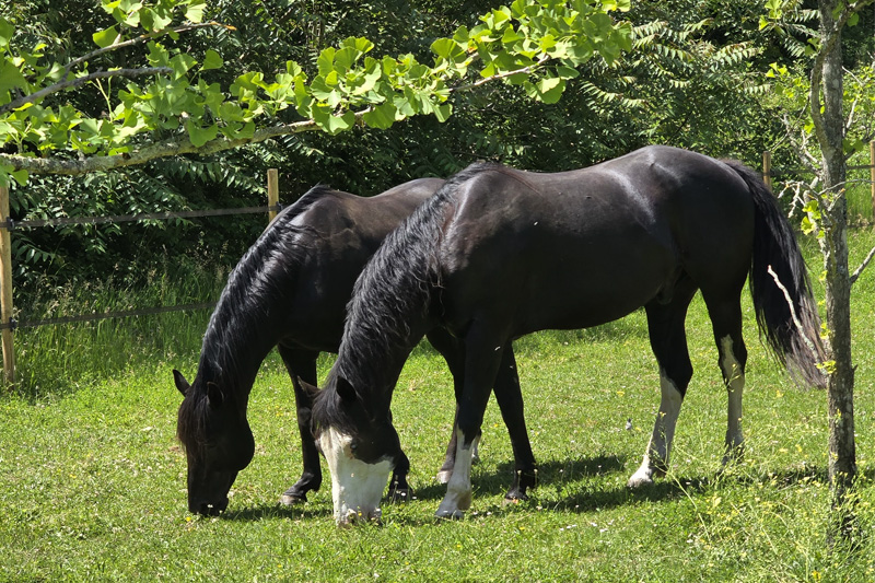 chevaux