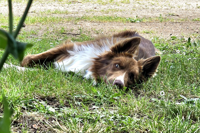 chien