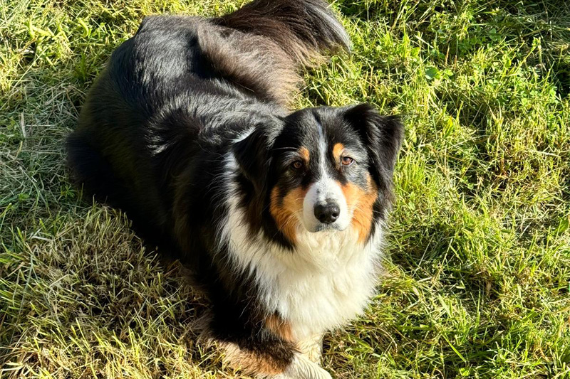 chien noir