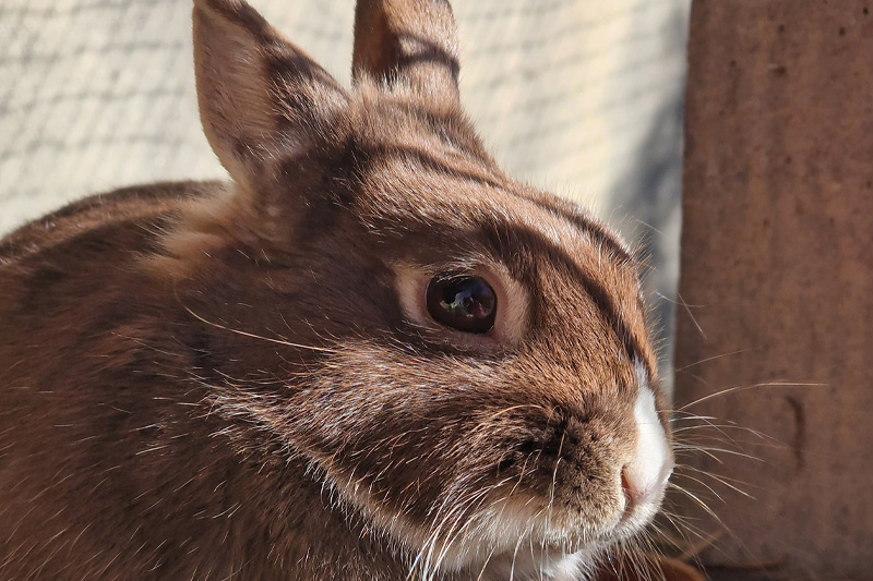 lapin