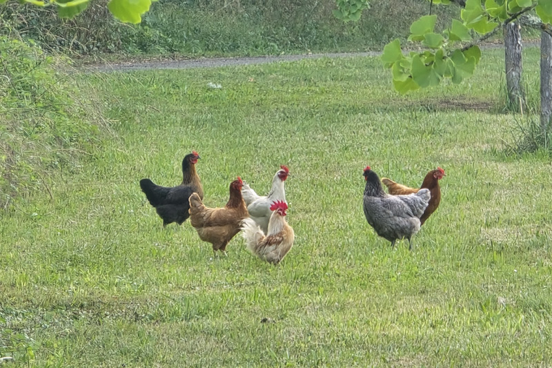 poules